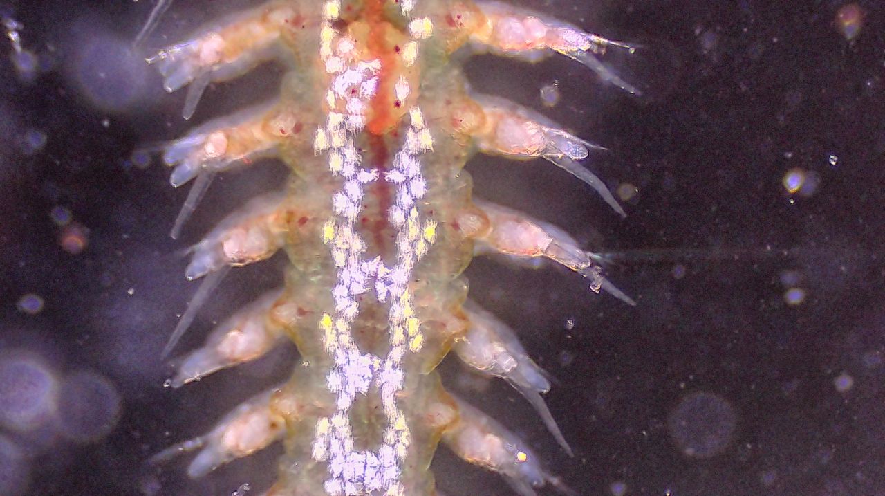 Dai fondali al cielo stellato: la metamorfosi del verme a pagaia
